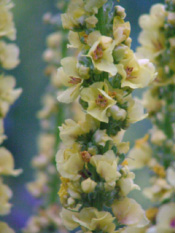 Verbascum nigrumZwarte toorts bestellen